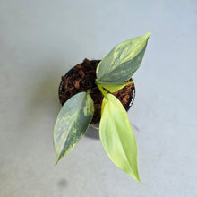 Load image into Gallery viewer, #138 Variegated Philodendron Hastatum Silver Sword