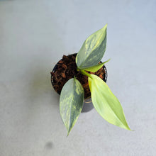Load image into Gallery viewer, #138 Variegated Philodendron Hastatum Silver Sword