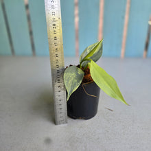Load image into Gallery viewer, #138 Variegated Philodendron Hastatum Silver Sword