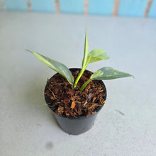 Load image into Gallery viewer, #138 Variegated Philodendron Hastatum Silver Sword