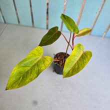 Load image into Gallery viewer, #W71 Philodendron Painted Lady