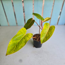Load image into Gallery viewer, #W71 Philodendron Painted Lady