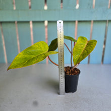 Load image into Gallery viewer, #W71 Philodendron Painted Lady