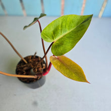 Load image into Gallery viewer, #W71 Philodendron Painted Lady