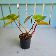 Load image into Gallery viewer, #W71 Philodendron Painted Lady