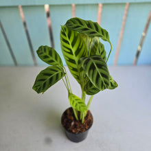 Load image into Gallery viewer, #W49 Calathea Zebrina