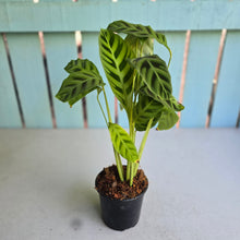 Load image into Gallery viewer, #W49 Calathea Zebrina