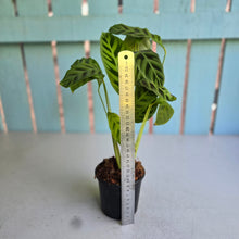 Load image into Gallery viewer, #W49 Calathea Zebrina