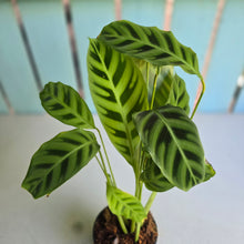 Load image into Gallery viewer, #W49 Calathea Zebrina