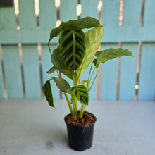 Load image into Gallery viewer, #W49 Calathea Zebrina