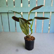 Load image into Gallery viewer, #W74 Variegated Philodendron Subhastatum