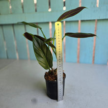 Load image into Gallery viewer, #W74 Variegated Philodendron Subhastatum