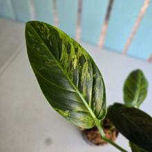 Load image into Gallery viewer, #W74 Variegated Philodendron Subhastatum