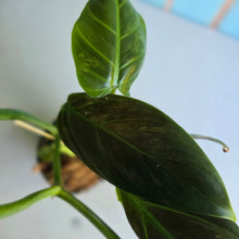 Load image into Gallery viewer, #W74 Variegated Philodendron Subhastatum