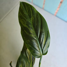 Load image into Gallery viewer, #W74 Variegated Philodendron Subhastatum