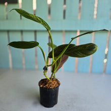 Load image into Gallery viewer, #W74 Variegated Philodendron Subhastatum