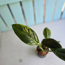 Load image into Gallery viewer, #W74 Variegated Philodendron Subhastatum