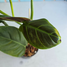 Load image into Gallery viewer, #W74 Variegated Philodendron Subhastatum