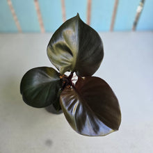 Load image into Gallery viewer, #W7 Philodendron Red Heart