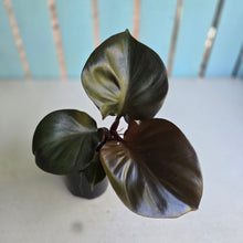 Load image into Gallery viewer, #W7 Philodendron Red Heart