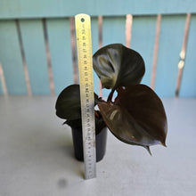 Load image into Gallery viewer, #W7 Philodendron Red Heart