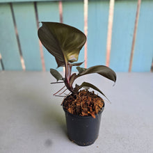 Load image into Gallery viewer, #W7 Philodendron Red Heart