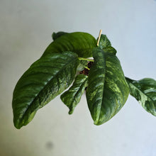 Load image into Gallery viewer, #W14 Variegated Rhaphidophora Puberula