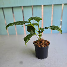 Load image into Gallery viewer, #W14 Variegated Rhaphidophora Puberula
