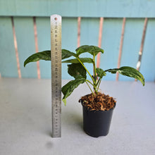 Load image into Gallery viewer, #W14 Variegated Rhaphidophora Puberula