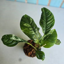 Load image into Gallery viewer, #W14 Variegated Rhaphidophora Puberula