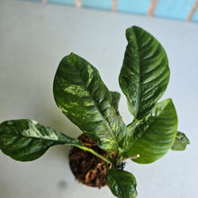 Load image into Gallery viewer, #W14 Variegated Rhaphidophora Puberula