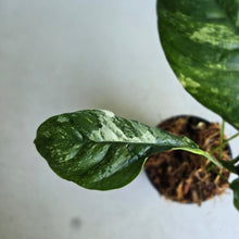 Load image into Gallery viewer, #W14 Variegated Rhaphidophora Puberula