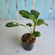 Load image into Gallery viewer, #W14 Variegated Rhaphidophora Puberula