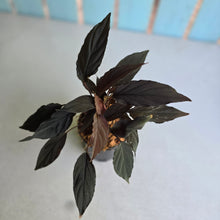 Load image into Gallery viewer, #P57 Homalomena Black Velvet