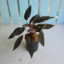 Load image into Gallery viewer, #P57 Homalomena Black Velvet