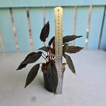 Load image into Gallery viewer, #P57 Homalomena Black Velvet