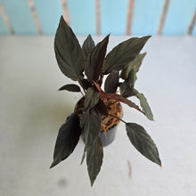 Load image into Gallery viewer, #P57 Homalomena Black Velvet