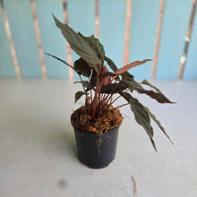 Load image into Gallery viewer, #P57 Homalomena Black Velvet