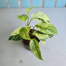 Load image into Gallery viewer, #W32 Variegated Monstera Laniata