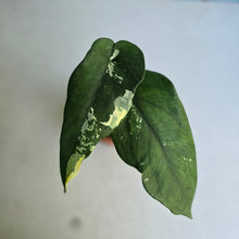 Load image into Gallery viewer, #W41 Variegated Syngonium Chiapense