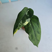Load image into Gallery viewer, #W41 Variegated Syngonium Chiapense