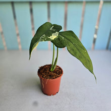 Load image into Gallery viewer, #W41 Variegated Syngonium Chiapense