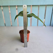 Load image into Gallery viewer, #W41 Variegated Syngonium Chiapense