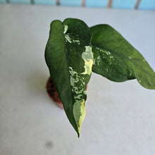 Load image into Gallery viewer, #W41 Variegated Syngonium Chiapense