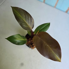 Load image into Gallery viewer, #W42 Philodendron Blood Luna