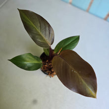 Load image into Gallery viewer, #W42 Philodendron Blood Luna