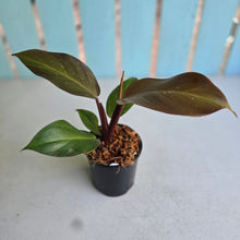 Load image into Gallery viewer, #W42 Philodendron Blood Luna