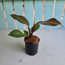 Load image into Gallery viewer, #W42 Philodendron Blood Luna