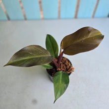 Load image into Gallery viewer, #W42 Philodendron Blood Luna