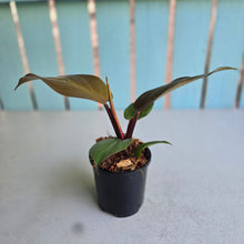 Load image into Gallery viewer, #W42 Philodendron Blood Luna
